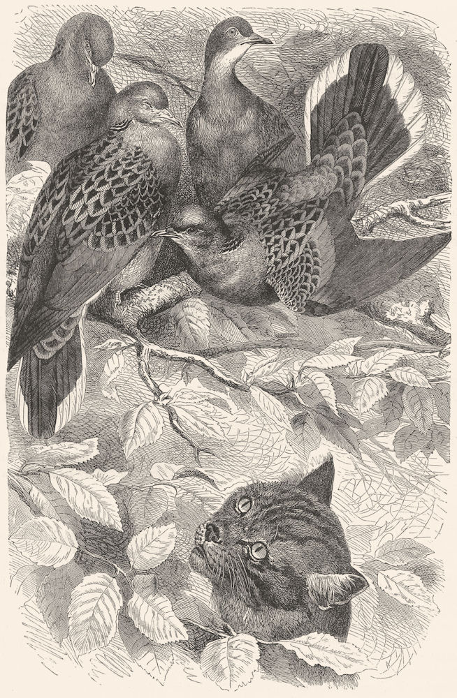 GALLINACEOUS BIRDS. Turtle Doves c1870 old antique vintage print picture