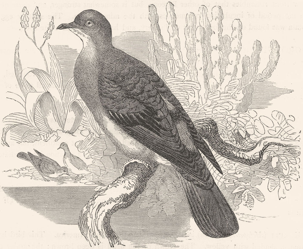 GALLINACEOUS BIRDS. Pigeon. Dwarf c1870 old antique vintage print picture