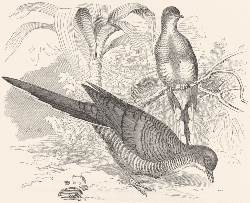 BIRDS. Gallinaceous Pigeon. Striped Sparrow-hawk c1870 old antique print