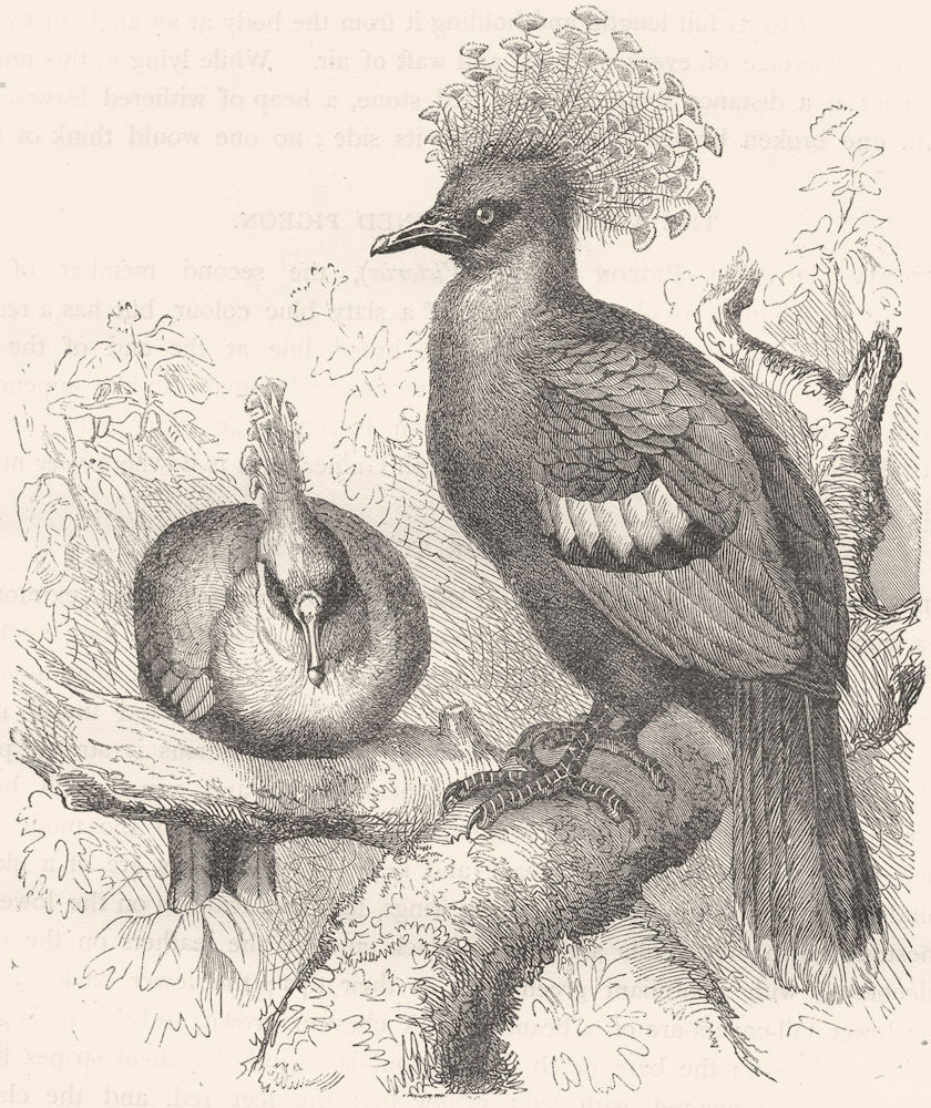 BIRDS. Gallinaceous Quail Pigeon. Victoria Crowned c1870 old antique print