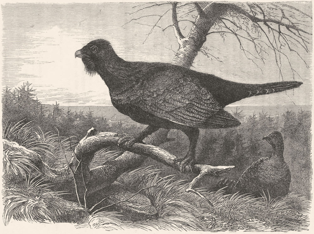 GALLINACEOUS BIRDS. True. Capercali c1870 old antique vintage print picture