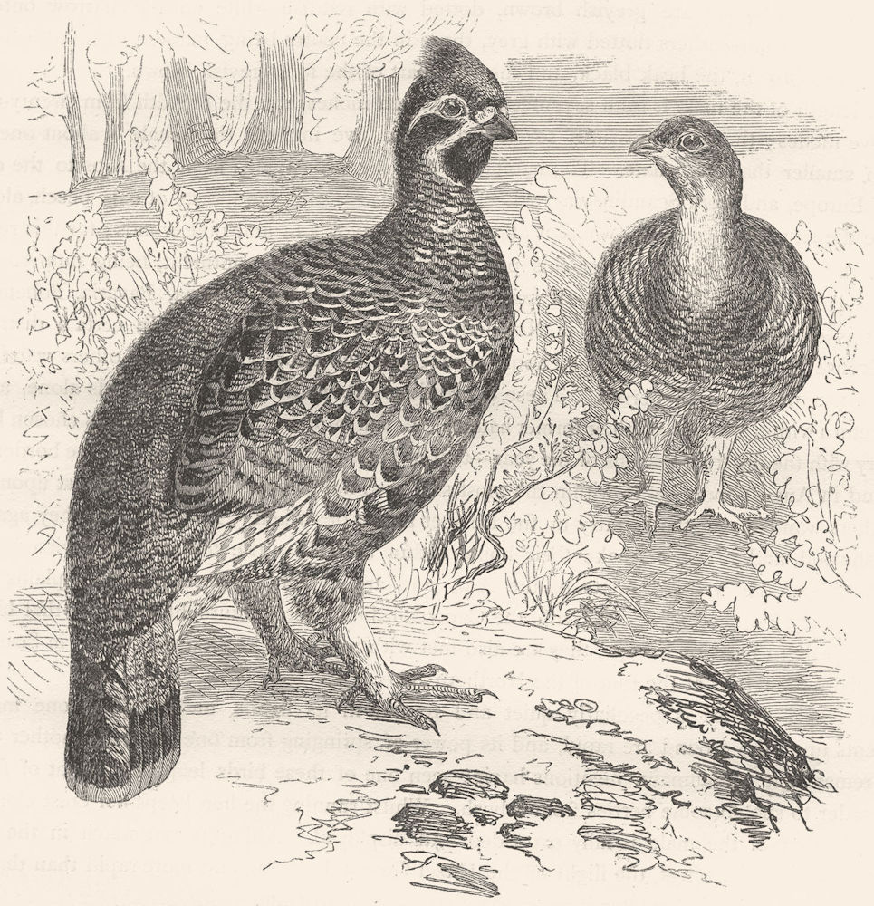 GROUSE. Gallinaceous Bird. True. Hazel c1870 old antique vintage print picture