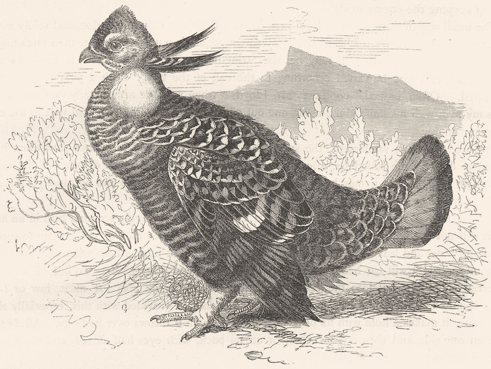 GALLINACEOUS BIRDS. True. Prairie Hen c1870 old antique vintage print picture
