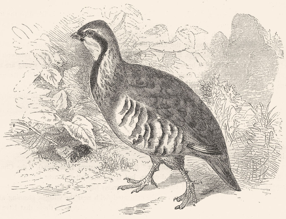 BIRDS. Gallinaceous Bird. Partridge. Red-legged c1870 old antique print