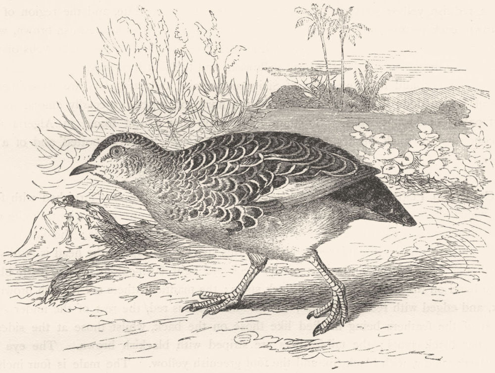 GALLINACEOUS BIRDS. Partridge. African Bush Quail c1870 old antique print