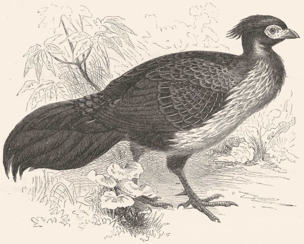 GALLINACEOUS PHASIANIDAE. Kaleege, Black Pheasant c1870 old antique print
