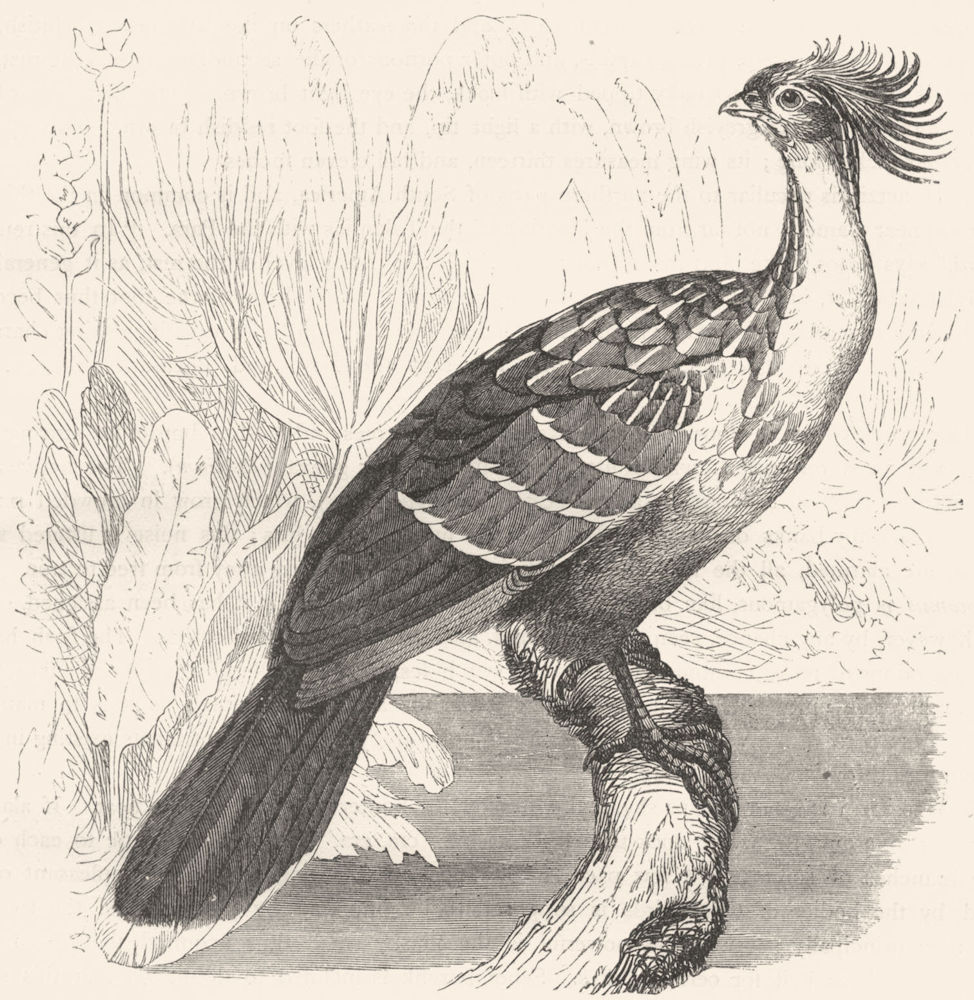 GALLINACEOUS CURASSOWS, HOCCOS. Hoactzin, Stink Bird c1870 old antique print