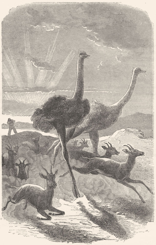 BIRDS. Short-Winged Cursorial bird. Ostrich. Hunt c1870 old antique print