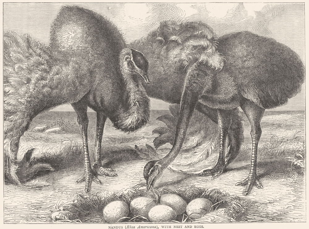 Associate Product SHORT-WINGED CURSORIAL OSTRICH. Nandus, nest eggs c1870 old antique print