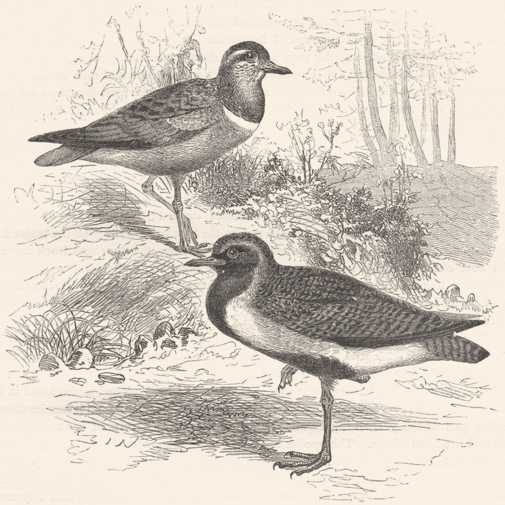 BIRDS. Stilt-Walker. Plover. Golden & Dotterel c1870 antique print picture