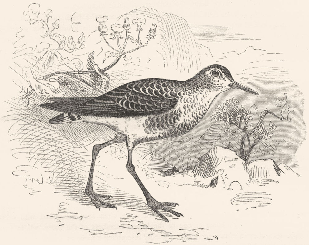 BIRDS. Stilt-Walker. Sandpiper. Sanderling c1870 old antique print picture