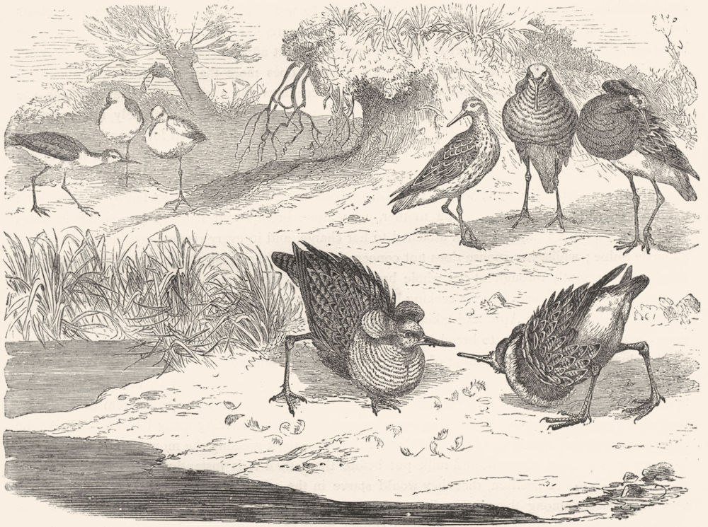 BIRDS. Stilt-Walker. Sandpiper. Ruffs Fighting c1870 old antique print picture