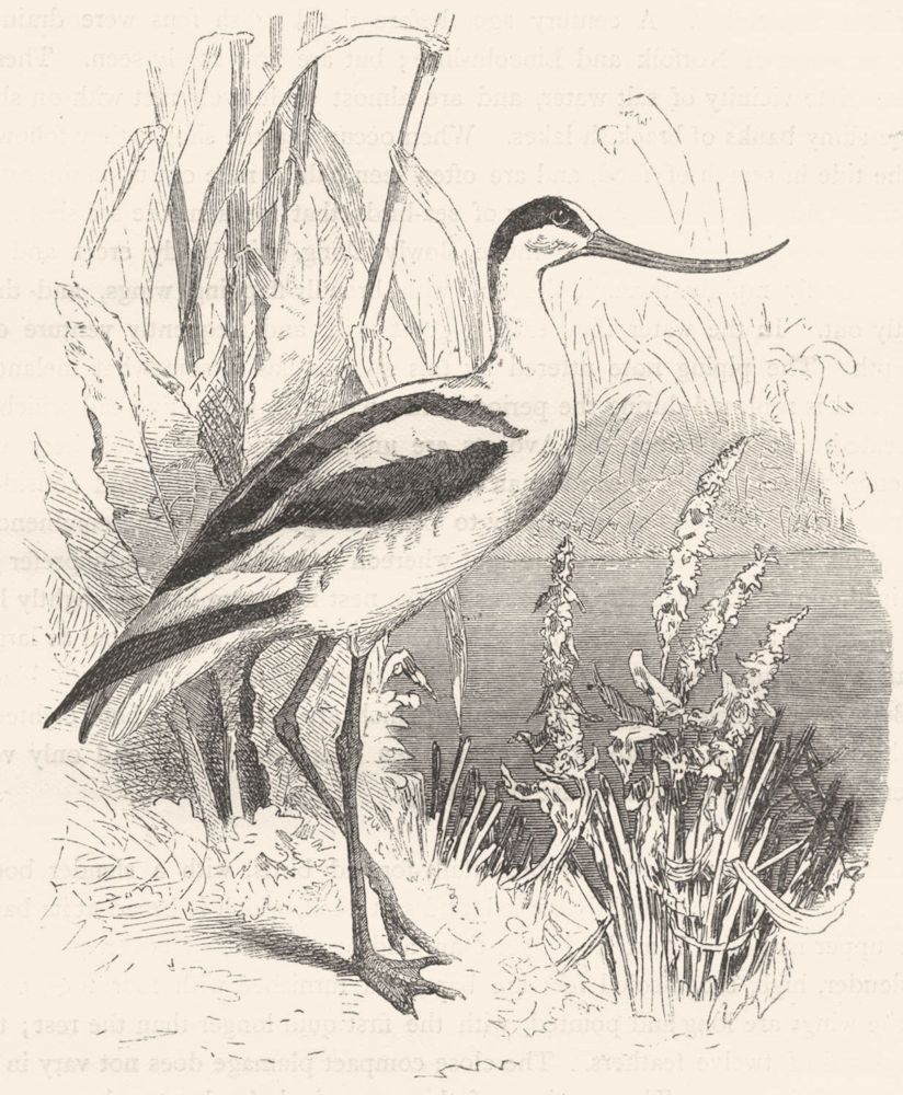 BIRDS. Stilt-Walker. Curlew. Scooping Avocet c1870 old antique print picture