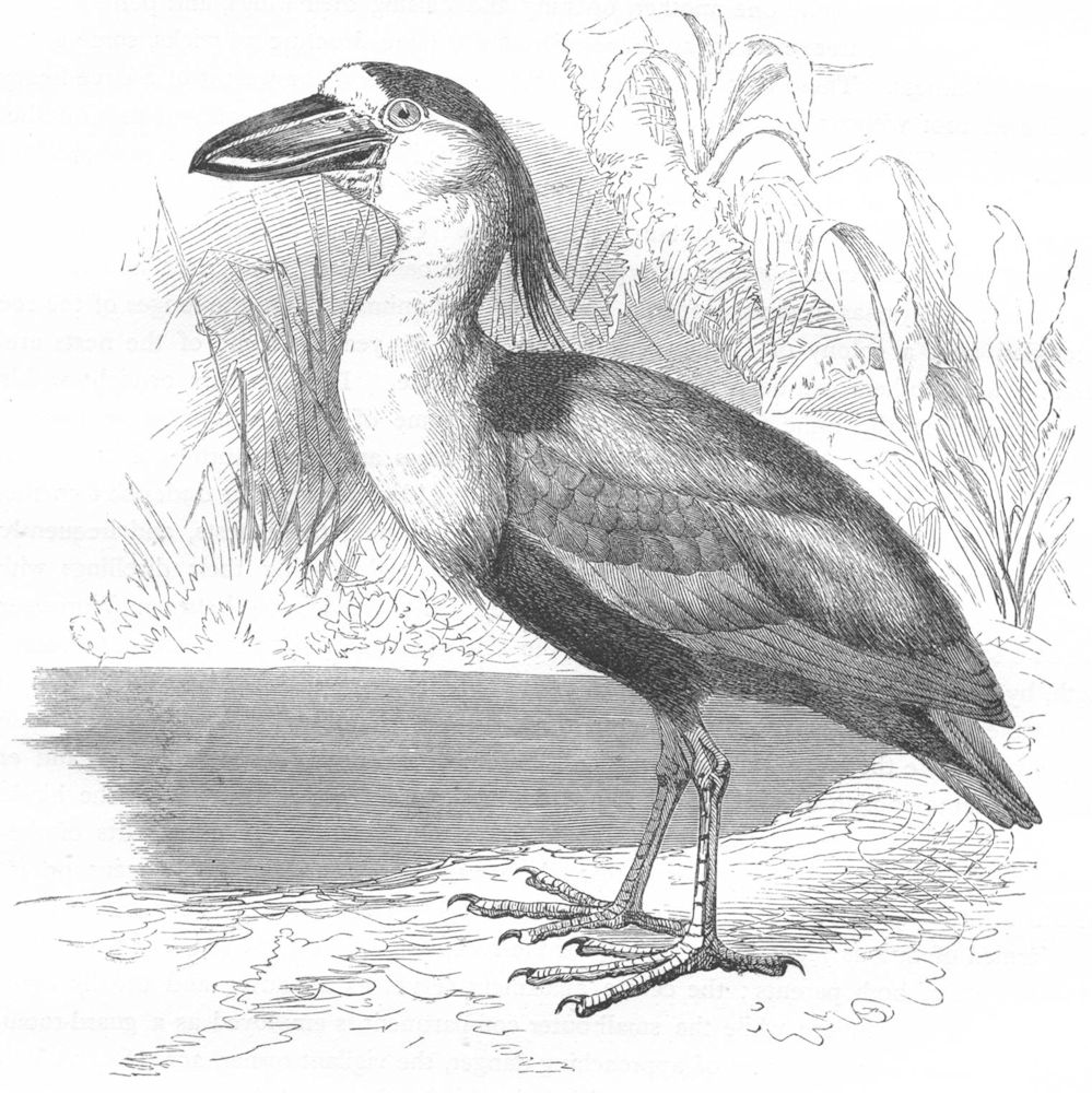 BIRDS. Stilt-Walker. Spoonbills. Savaku, Boat-bill c1870 old antique print
