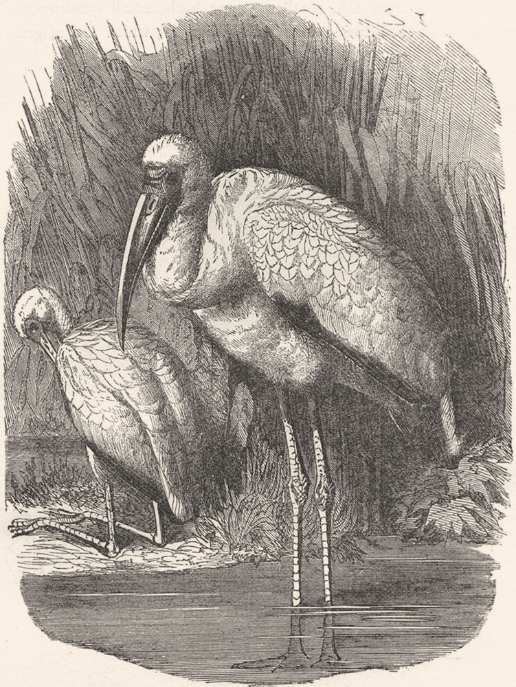 BIRDS. Stilt-Walker. Stork. Ibis-like Tantalus c1870 old antique print picture