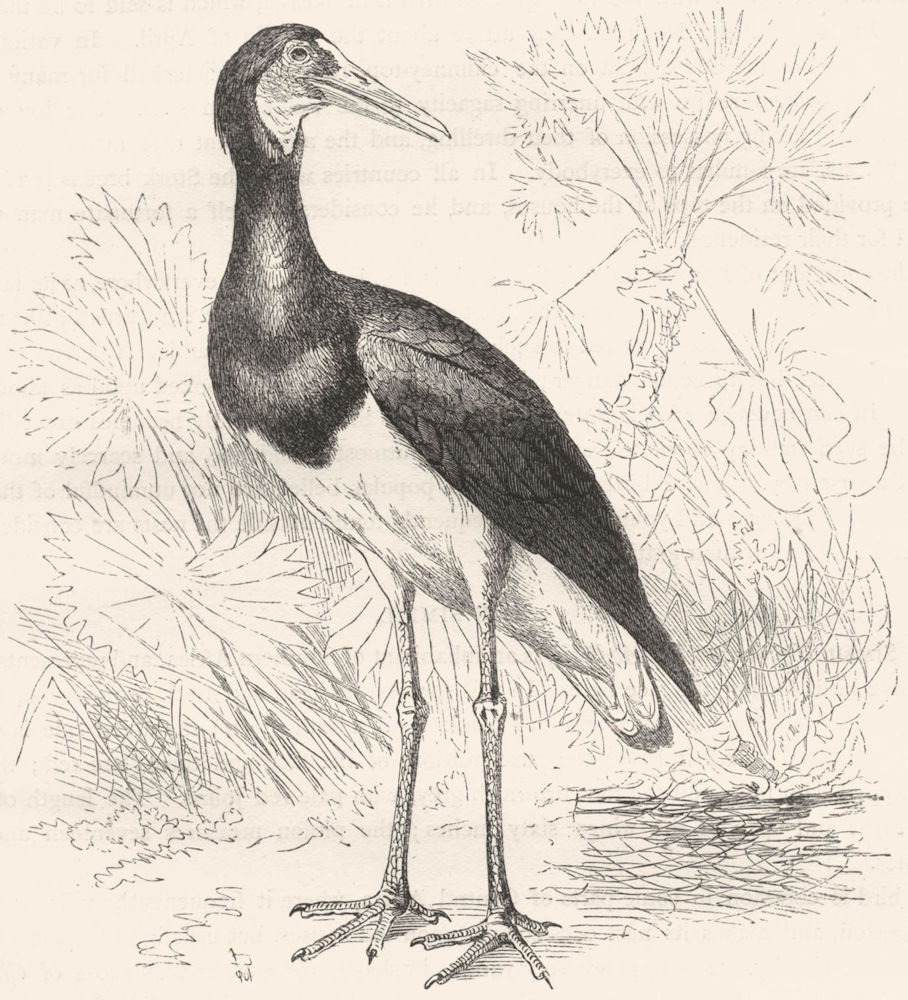 BIRDS. Stilt-Walker. Stork. Simbil c1870 old antique vintage print picture