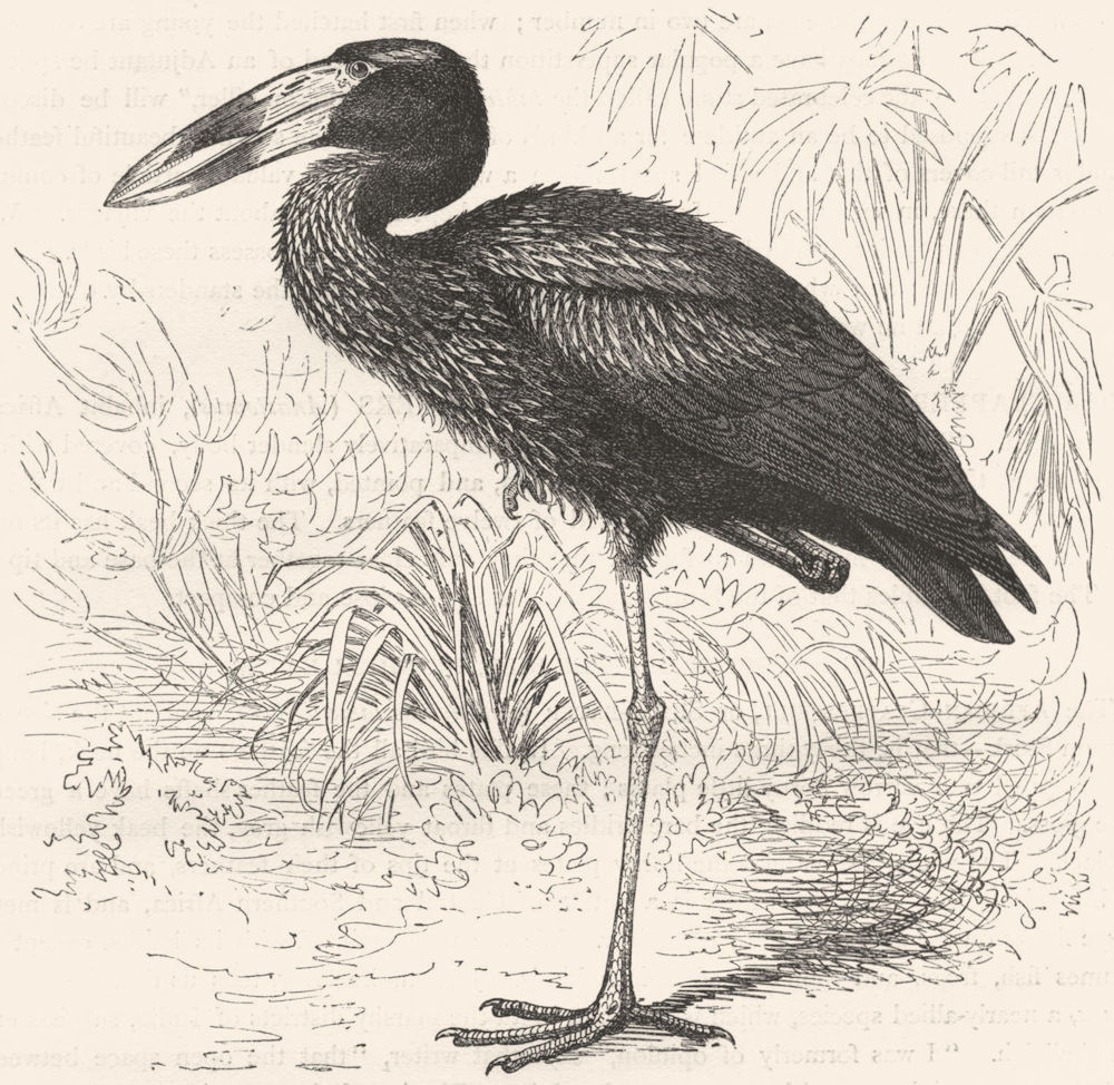 BIRDS. African Clapper-Billed Stork, Shell-Eater c1870 old antique print