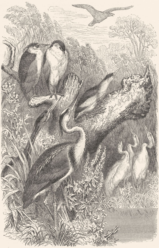 BIRDS. Stilt-Walker. Heron. Day & Night c1870 old antique print picture