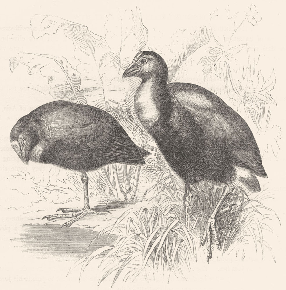 STILT-WALKER. Water-Hen. Hyacinthine Porphyrio c1870 old antique print picture