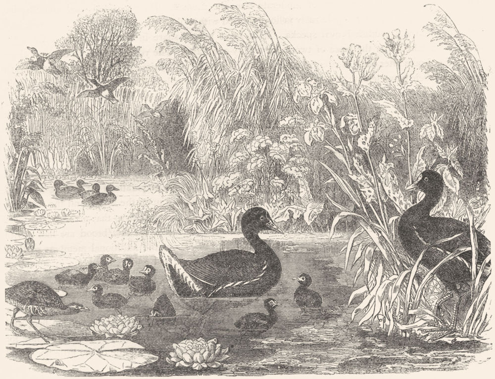 BIRDS. Stilt-Walker. Water-Hen. Home of Moor  c1870 old antique print picture
