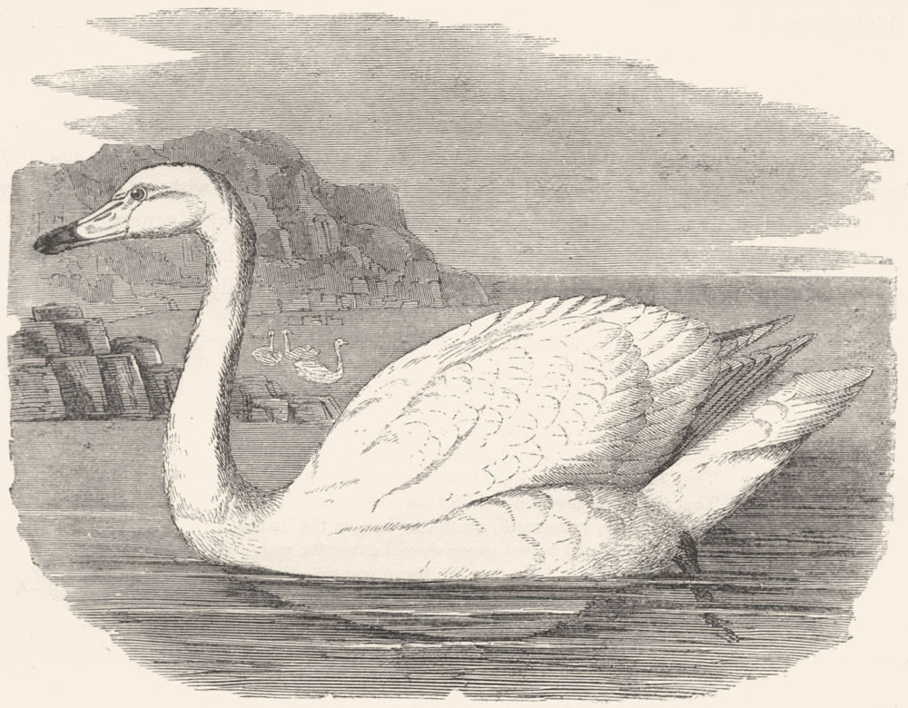 Associate Product SWIMMERS. Sieve Beak. Whistling Swan c1870 old antique vintage print picture