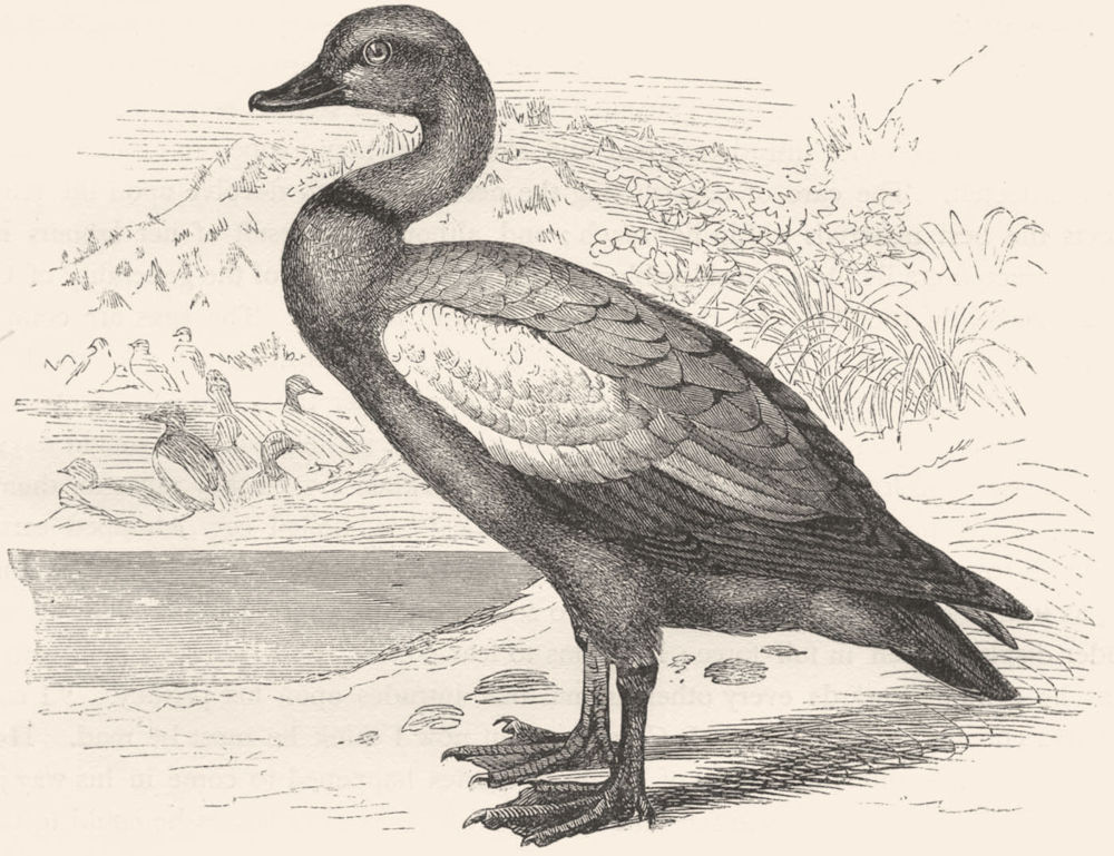 BIRDS. Swimmers. Duck. Ruddy Sheldrake, Brahminy c1870 old antique print