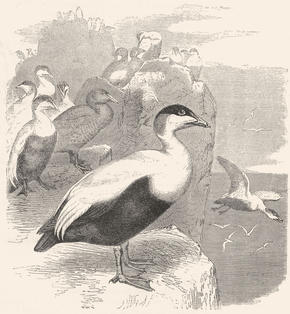 BIRDS. Swimmers. Duck. Eider c1870 old antique vintage print picture