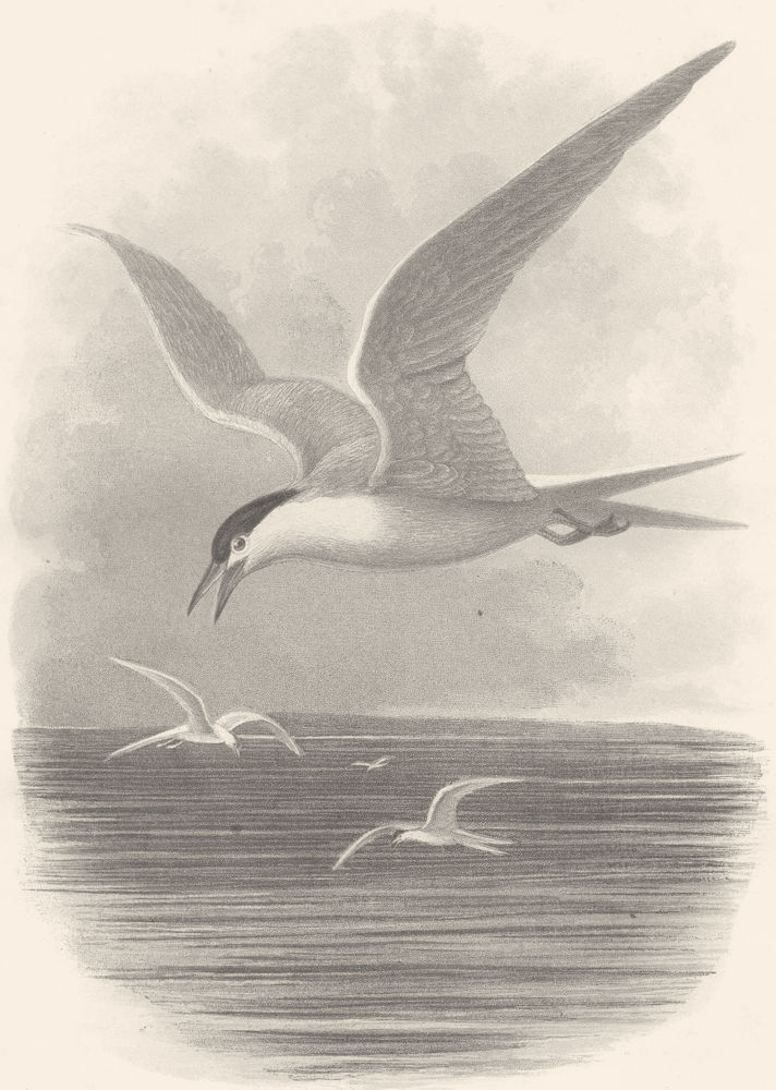 BIRDS. Swimmers. Merganser, Goosander. Common Tern c1870 old antique print