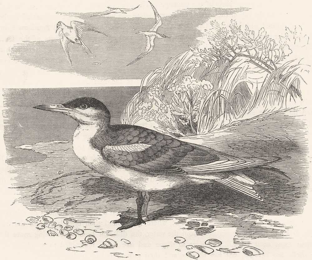 ASIA. Sea-Flier. Tern, Swallow. Caspian c1870 old antique print picture
