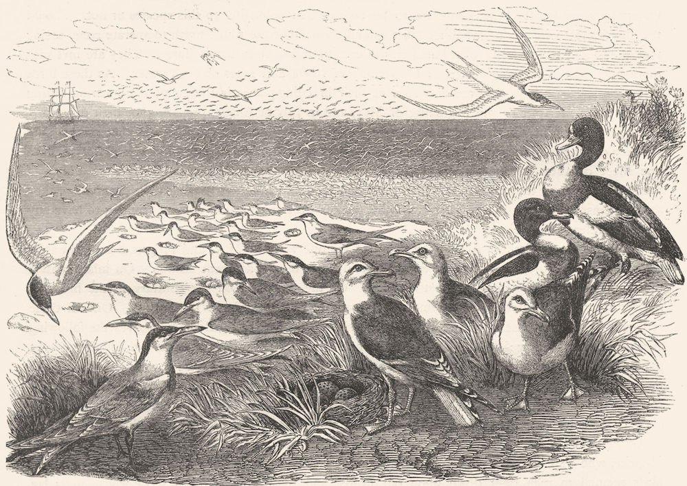 BIRDS. Sea-Flier. Tern, Swallow. & nests c1870 old antique print picture