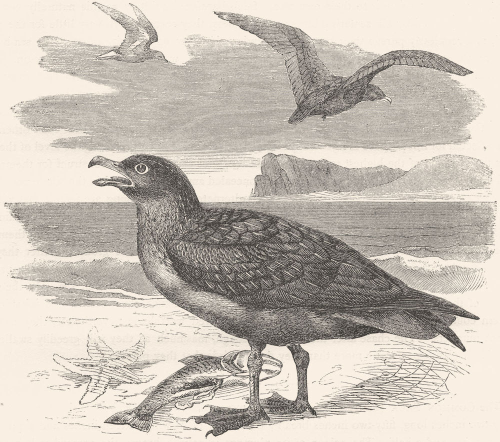 BIRDS. Sea-Flier. Skua. Common c1870 old antique vintage print picture
