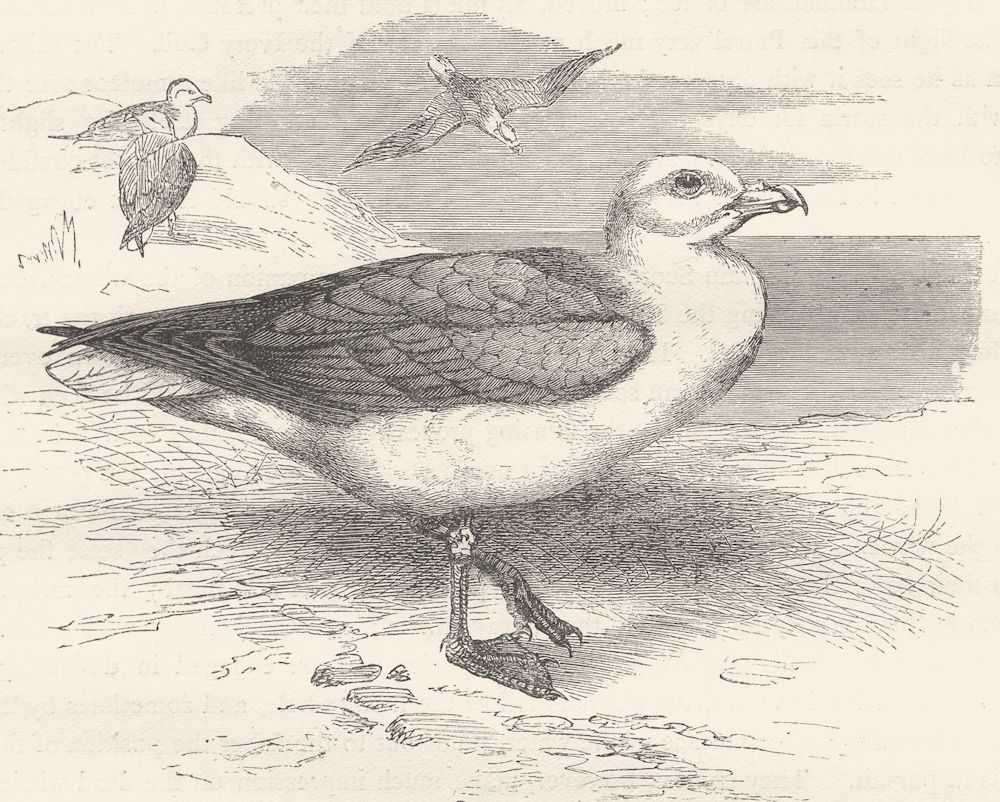 BIRDS. Sea-Flier. Petrel, Storm Bird. Fulmar c1870 old antique print picture