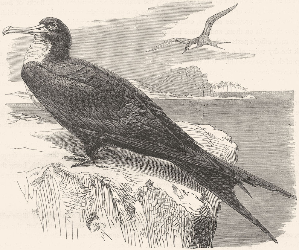 BIRDS. Sea-Flier. tropic bird. ship c1870 old antique vintage print picture