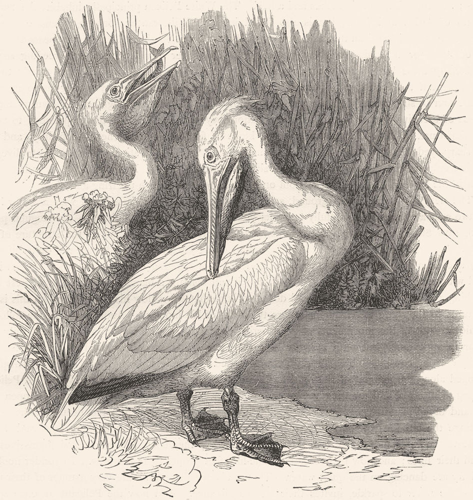 BIRDS. Sea-Flier. Pelican c1870 old antique vintage print picture