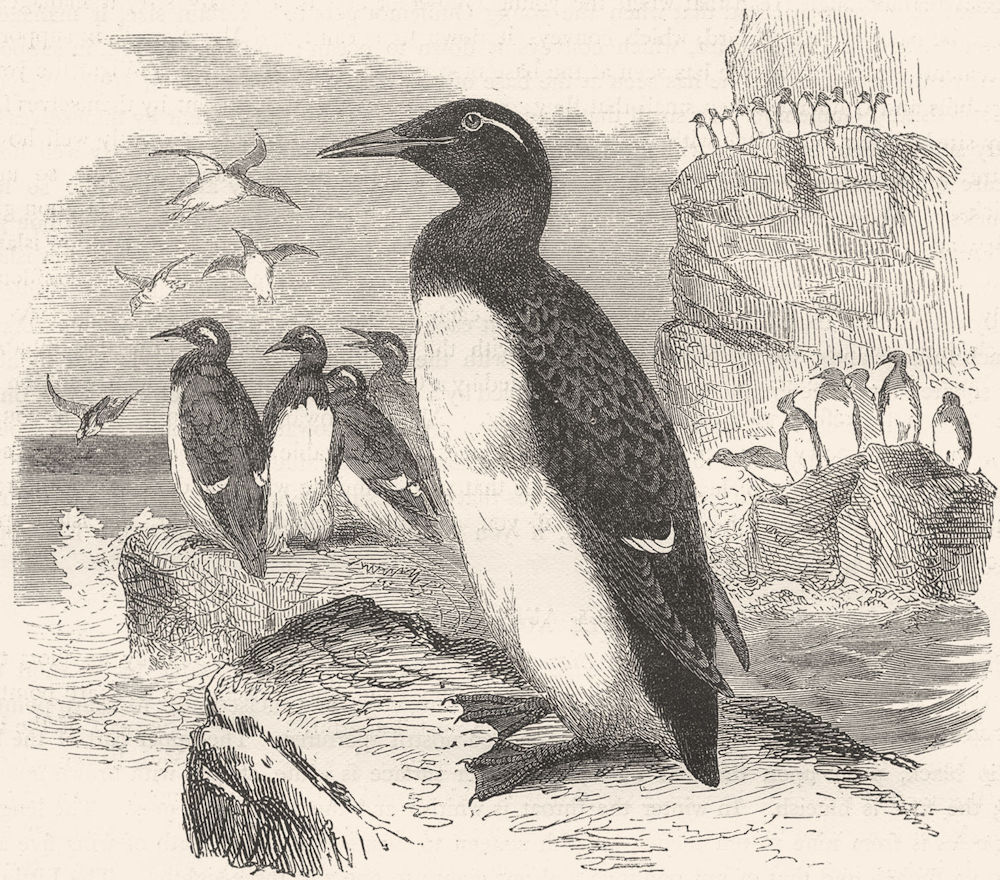 BIRDS. Diver. Grebe. Common Foolish Guillemot c1870 old antique print picture