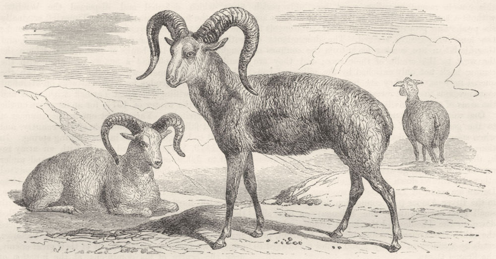 SIBERIA. Amoor. Argali(Ovis Ammon)Sheep of 1870 old antique print picture