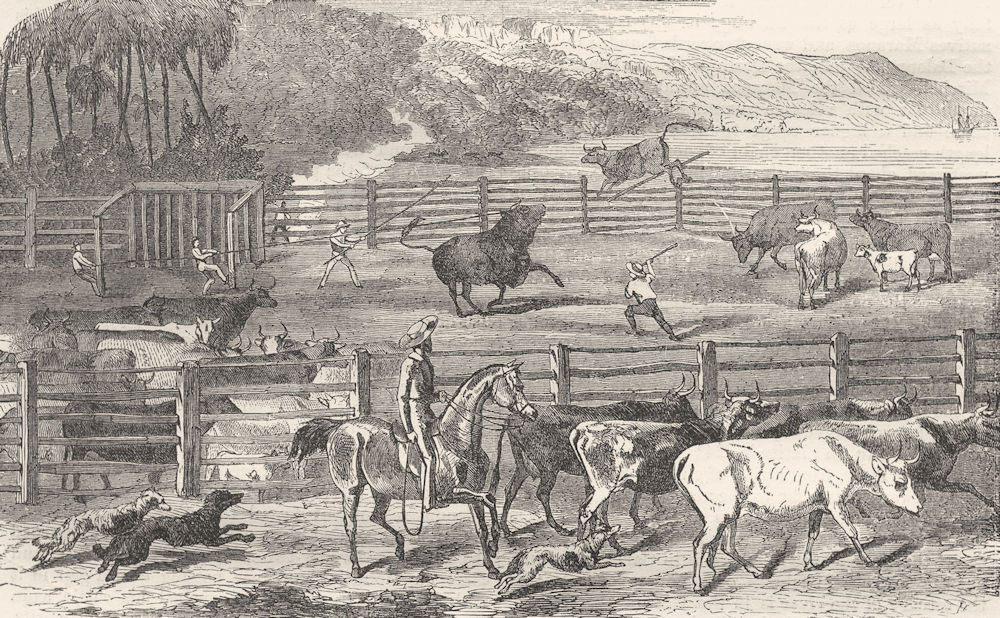 AUSTRALIA. Branding cows 1870 old antique vintage print picture