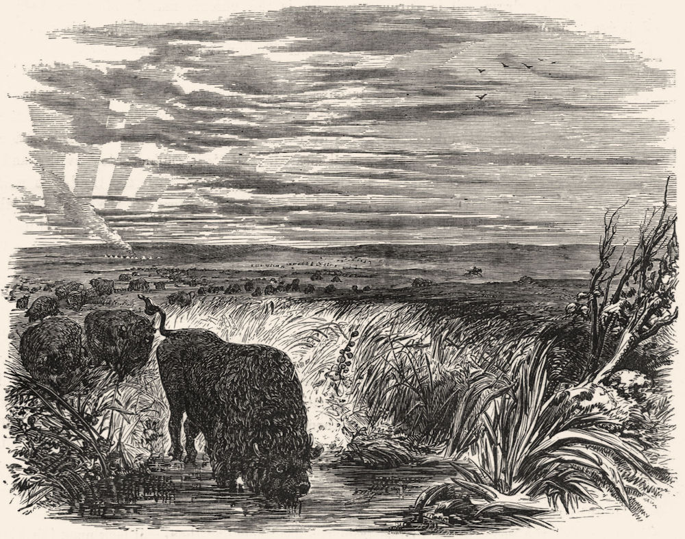USA. Herd of Buffaloes(Bison Americanus)Prairie c1880 old antique print