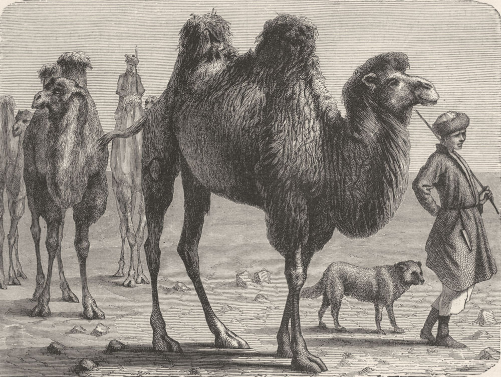 RUSSIA. Steppes-Camels & Tartars 1880 old antique vintage print picture