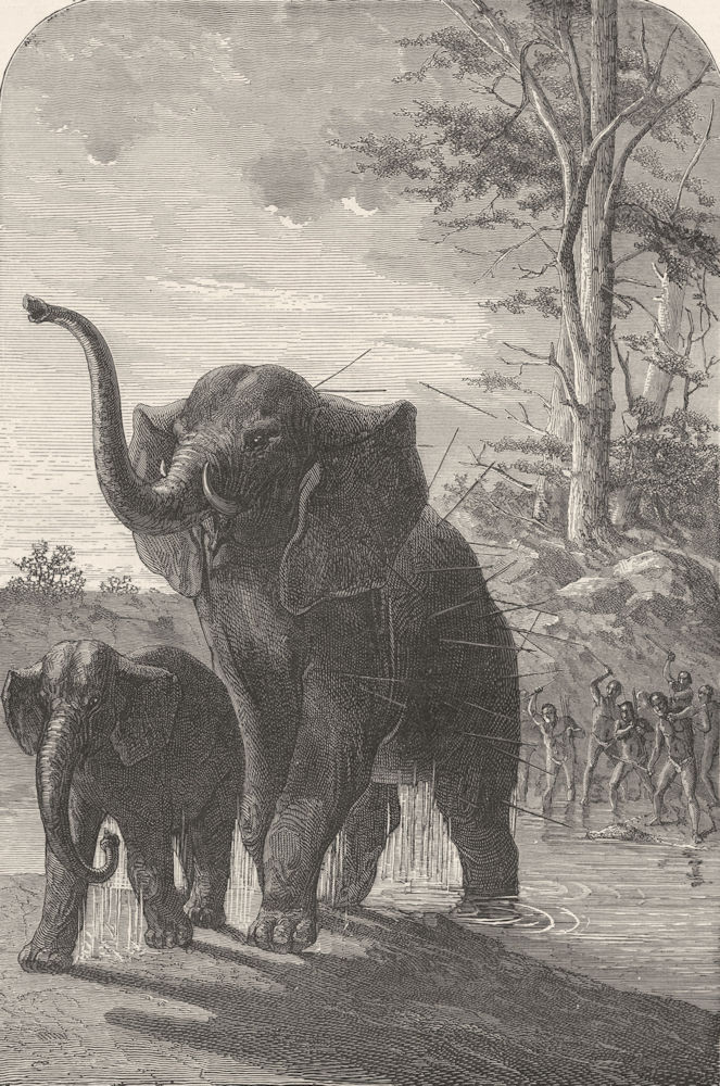 S AFRICA. Female Elephant protecting young 1880 old antique print picture