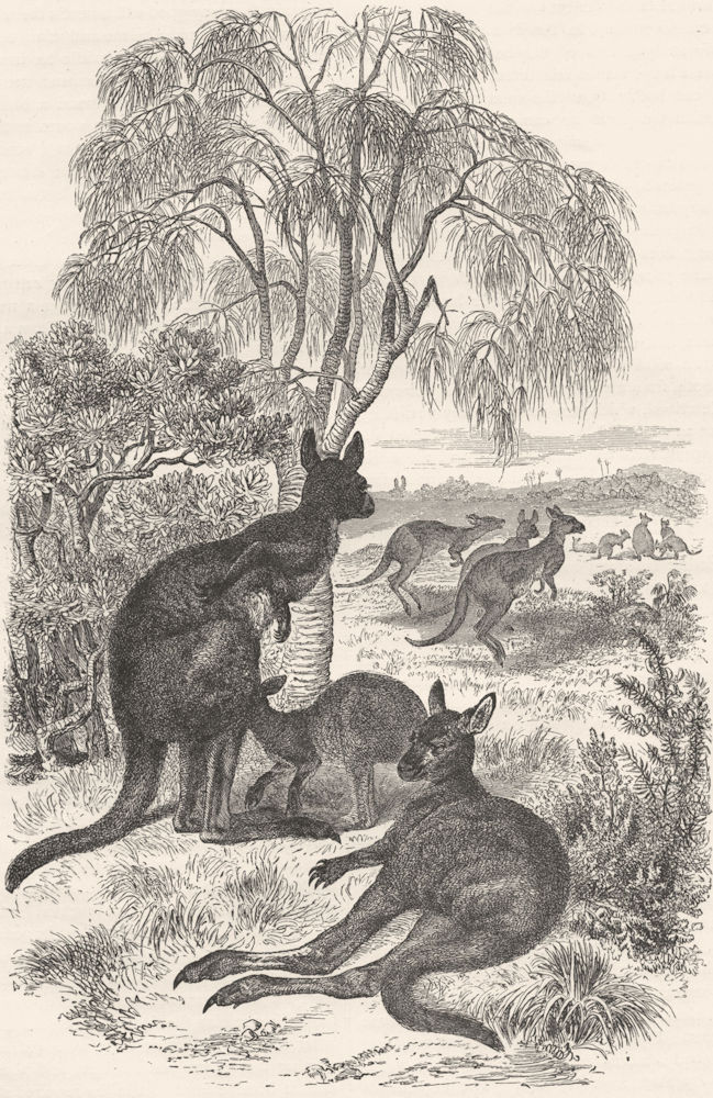 ANIMALS. Kangaroos 1880 old antique vintage print picture