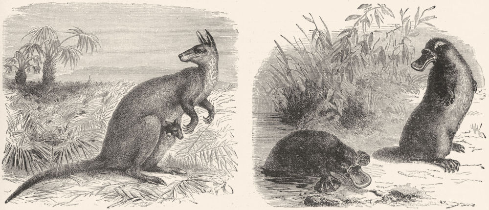AUSTRALIA. Kangaroo; Ornithorhynchus Paradoxus 1880 old antique print picture