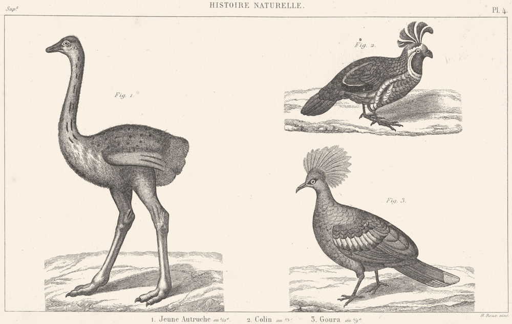 OSTRICHES. Histoire Naturelle. Jeune Autruche; Colin; Goura 1879 old print