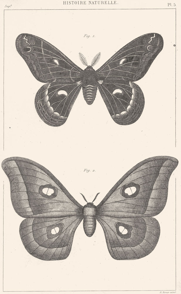 SILKMOTHS. Bombyx(attacus)Cecropia Male; Paphia femelle 1879 old antique print