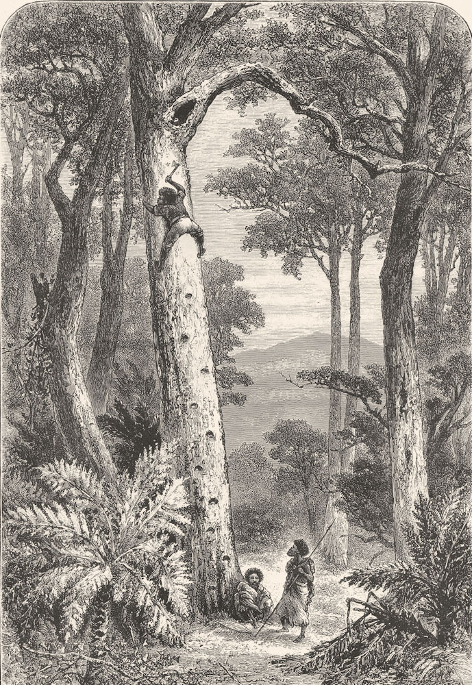 AUSTRALIA. A Native climbing a tree for Opossum 1886 old antique print picture