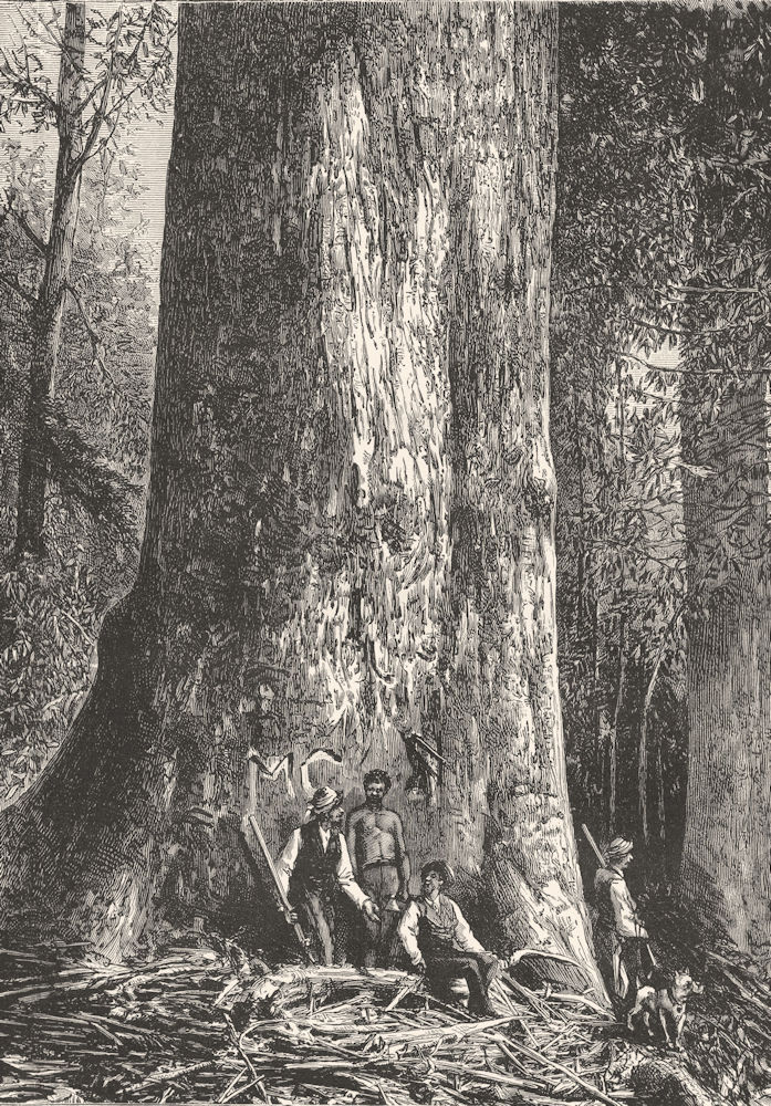 AUSTRALIA. The Giant Gum-tree 1886 old antique vintage print picture