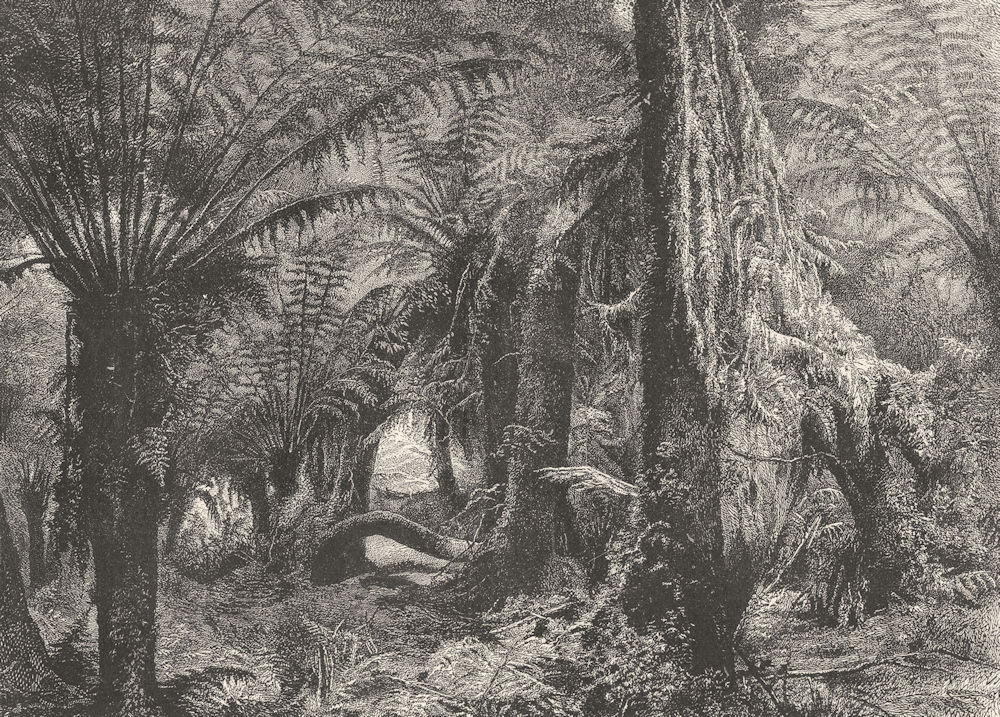 AUSTRALIA. Australian Fauna and Flora. Australian Tree-Ferns 1886 old print