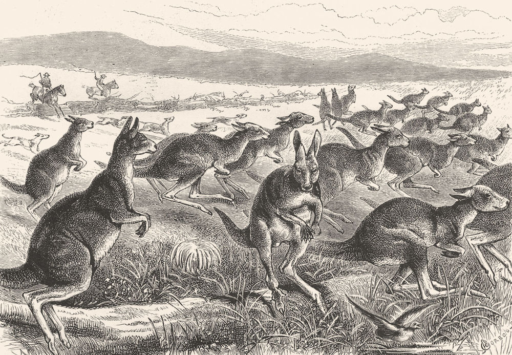Associate Product AUSTRALIA. Australian Fauna and Flora. A Kangaroo Battue 1886 old print