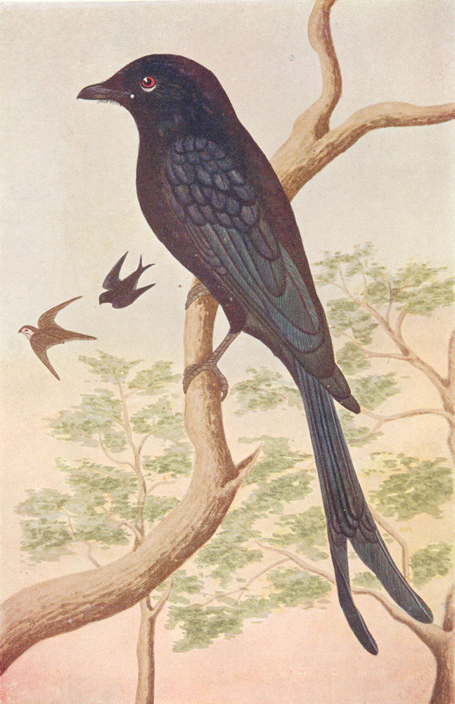 BIRDS OF INDIA. Black drongo King crow (Dicrurus macrocercus) 1924 old print