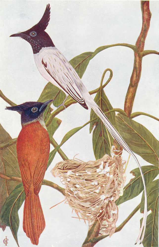Associate Product BIRDS OF INDIA. Indian Paradise fly-catcher (Terpsiphone paradisi) 1924 print